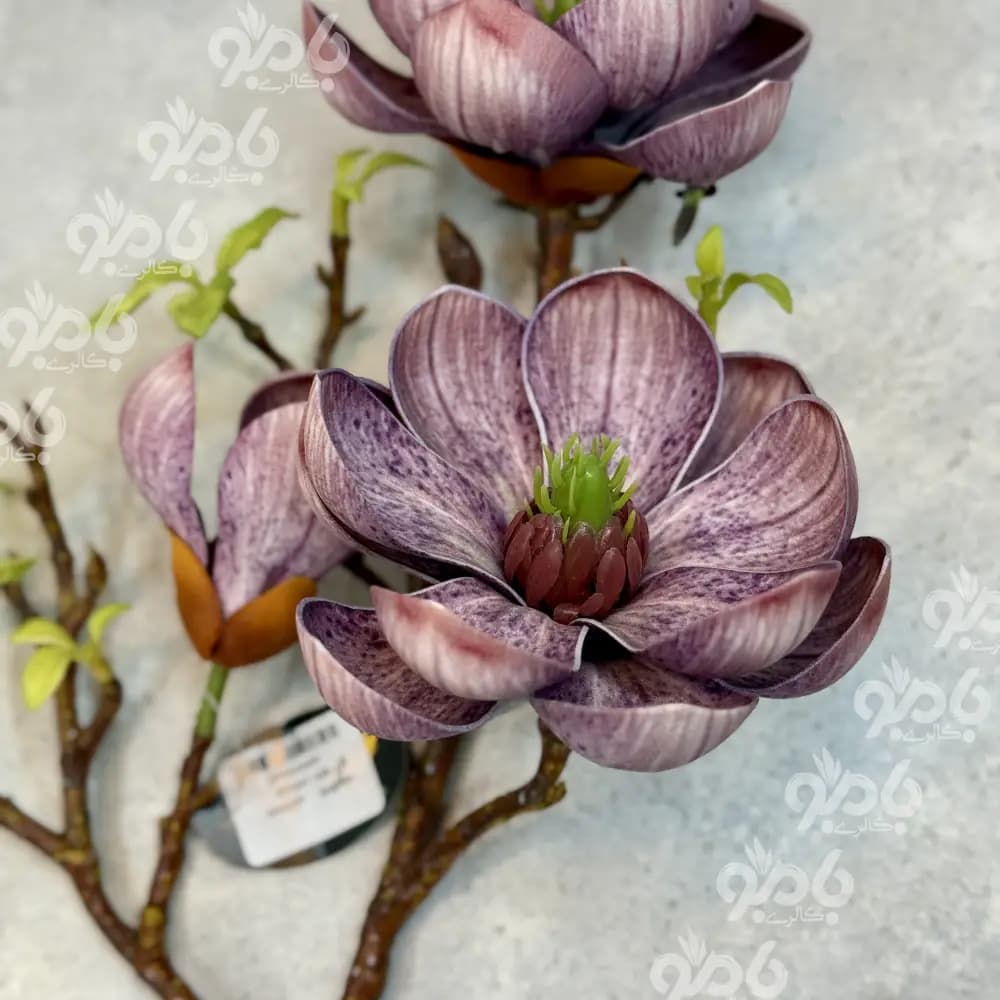 گل بلند شاخه مگلونیا 000146 — تصویر ۲