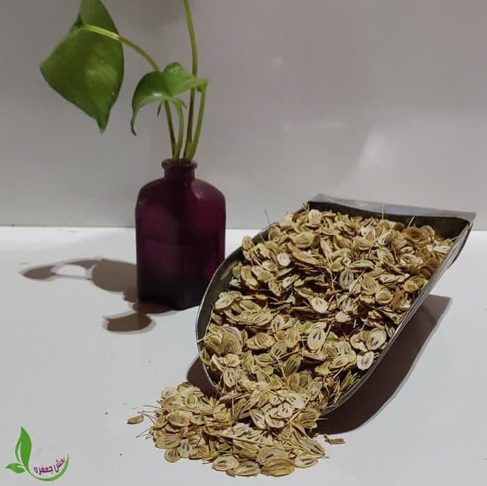 گلپر اردبیلی درشت