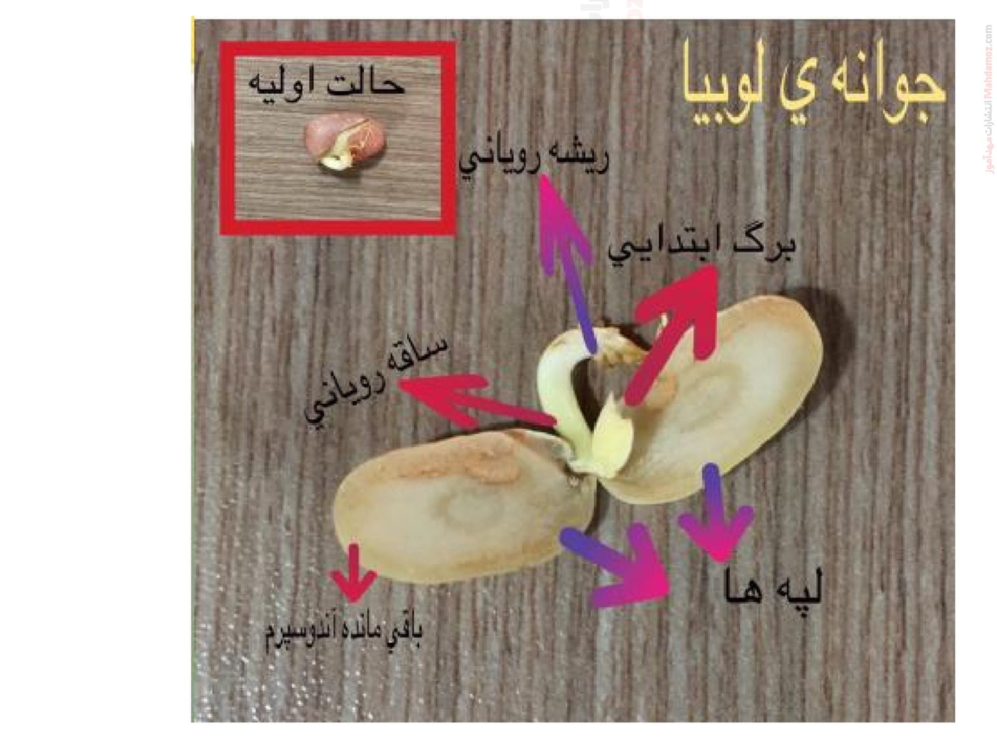 درسنامه فصل 8 زیست شناسی تجربی سال یازدهم متوسطه