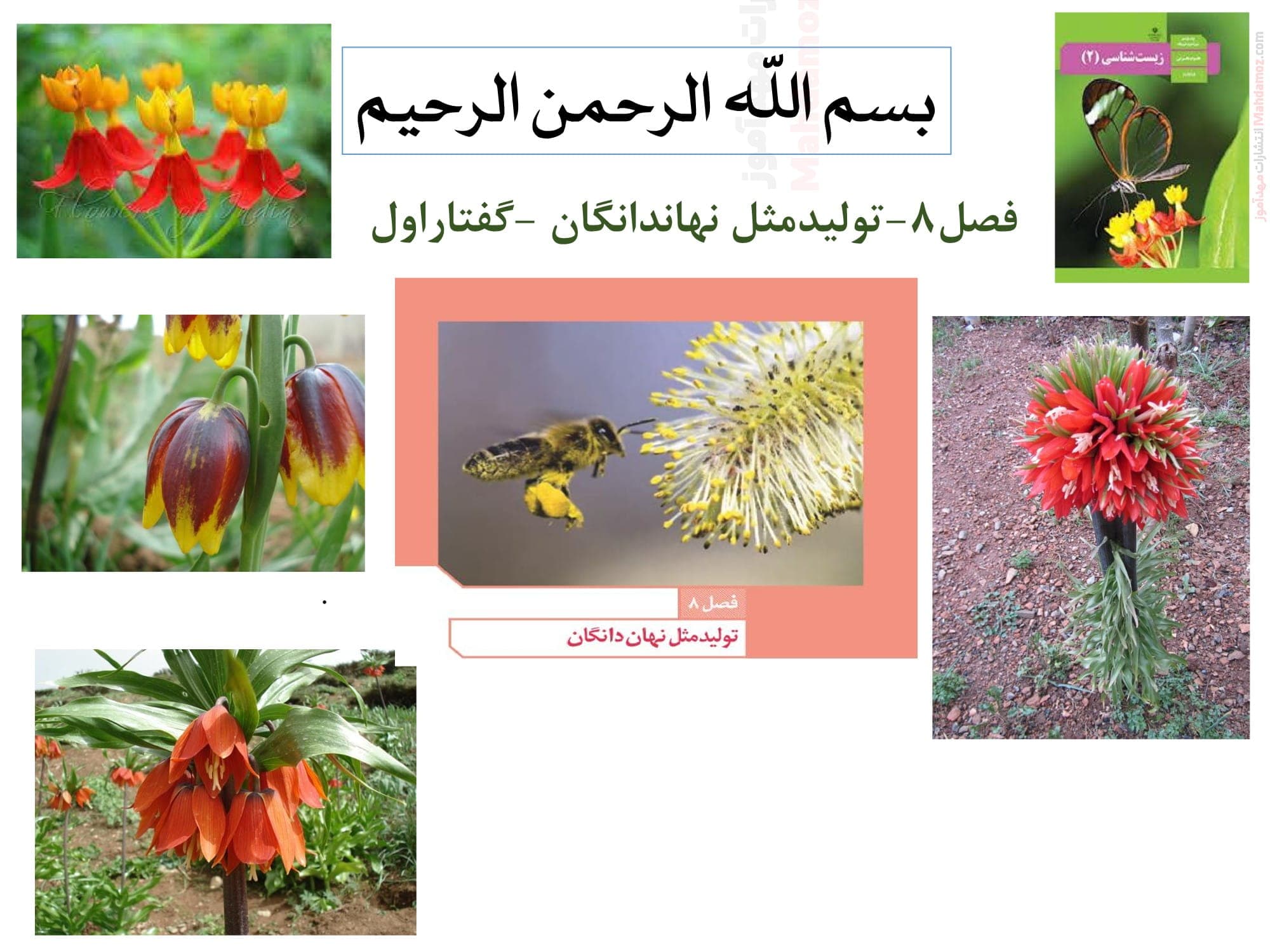 تدریس فصل 8 زیست شناسی پایه یازدهم تجربی