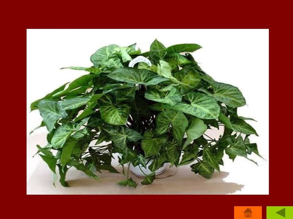 پاورپوینت گلکاری (گلچینی از گلهای یکساله، دوساله، چندساله و سوخداران) — تصویر ۵