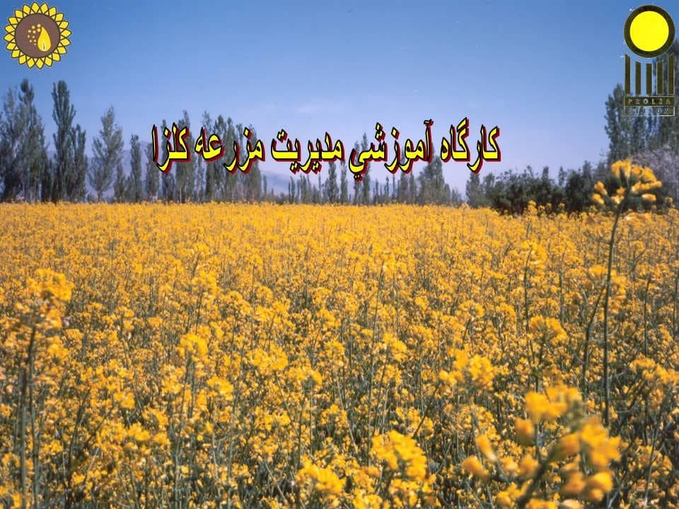 پاورپوینت كارگاه آموزشی مدیریت مزرعه كلزا — تصویر ۲