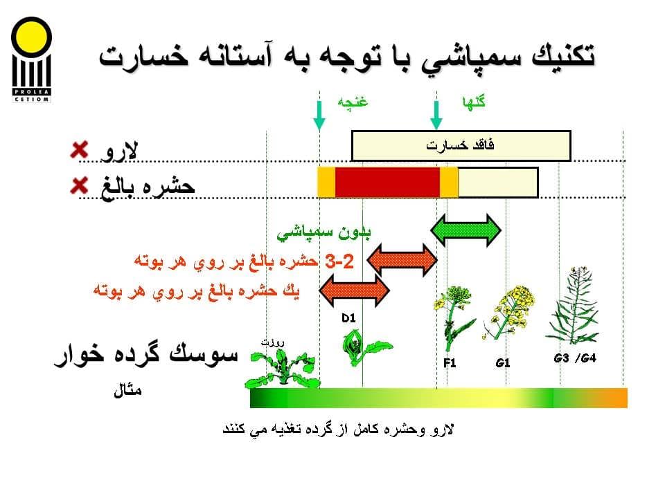 پاورپوینت كارگاه آموزشی مدیریت مزرعه كلزا — تصویر ۵