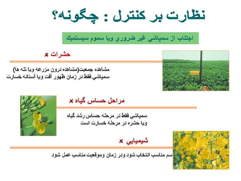 پاورپوینت كارگاه آموزشی مدیریت مزرعه كلزا — تصویر ۷