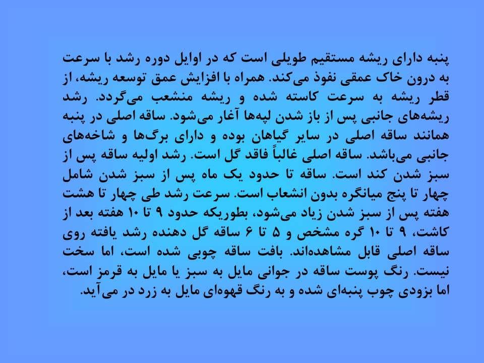 پاورپوینت پنبه — تصویر ۳
