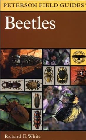 دانلود کتاب Beetles : A Field Guide to the Beetles of North America