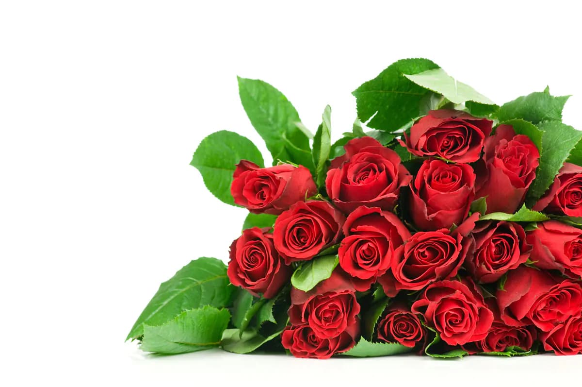عکس استوک دسته گل رز قرمز