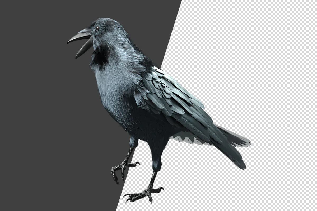 PNG کلاغ سیاه بدون بک گراند — تصویر ۳