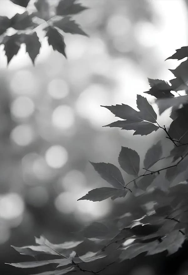 بک گراند برگ و درخت — تصویر ۸