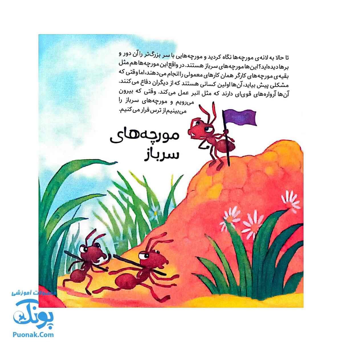 کتاب به دنبال مورچه ها دنیای شگفت انگیز مورچه ها و آفرینش آنها — تصویر ۷