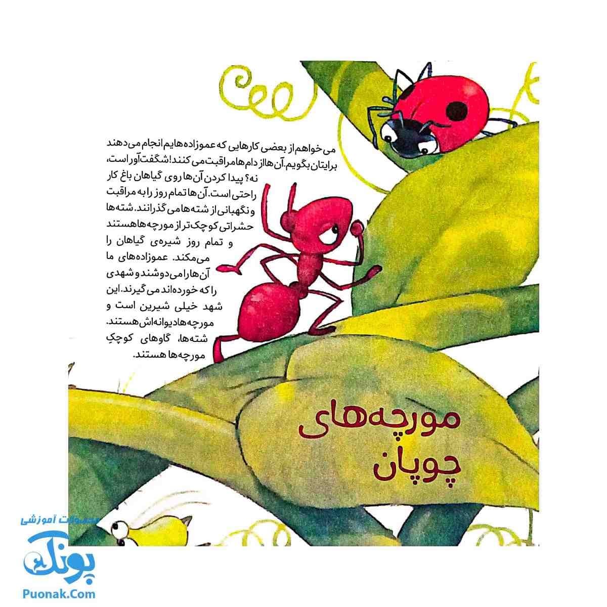کتاب به دنبال مورچه ها دنیای شگفت انگیز مورچه ها و آفرینش آنها — تصویر ۸
