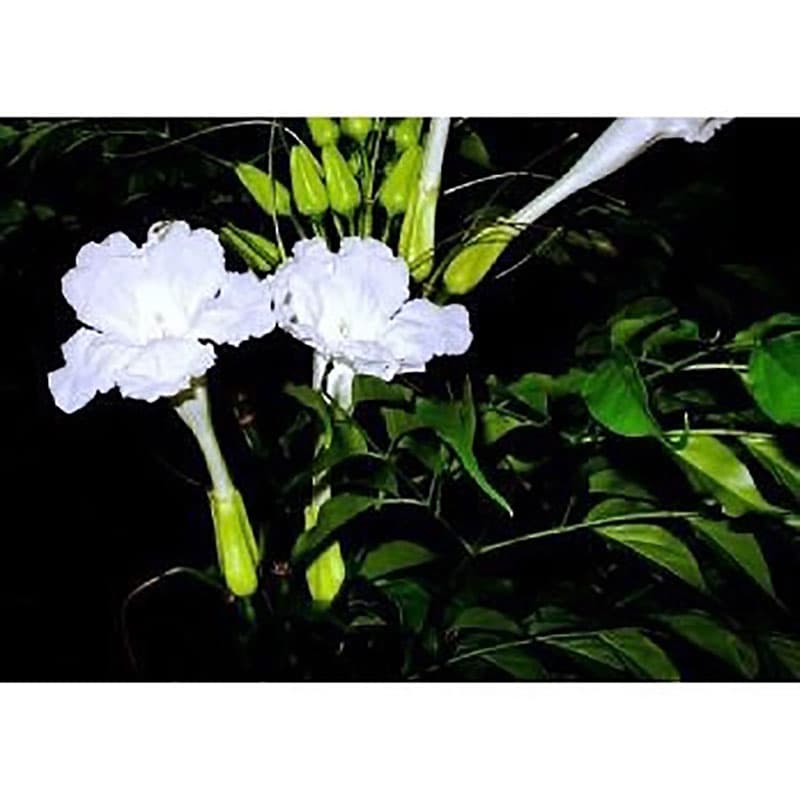 بونسای رادرماچرا — تصویر ۲