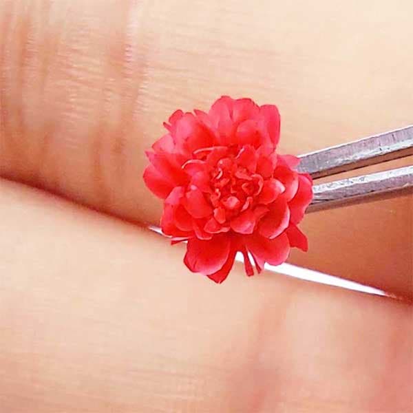 غنچه بابونه وحشی بسته 10 عددی — تصویر ۴