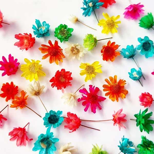 غنچه بابونه وحشی بسته 10 عددی