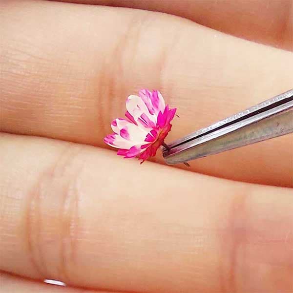 غنچه بابونه وحشی بسته 10 عددی — تصویر ۵