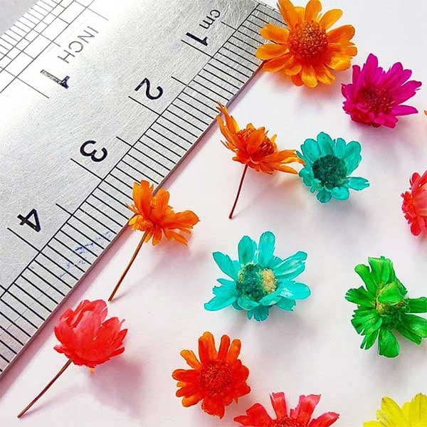 غنچه بابونه وحشی بسته 10 عددی — تصویر ۳