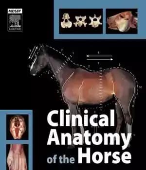 دانلود کتاب Clinical Anatomy of the Horse, 1e – آناتومی بالینی اسب، 1e