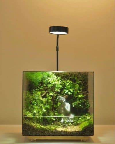 چطور تراریوم را به عنوان هدیه برای روز دختر خریداری کنیم؟