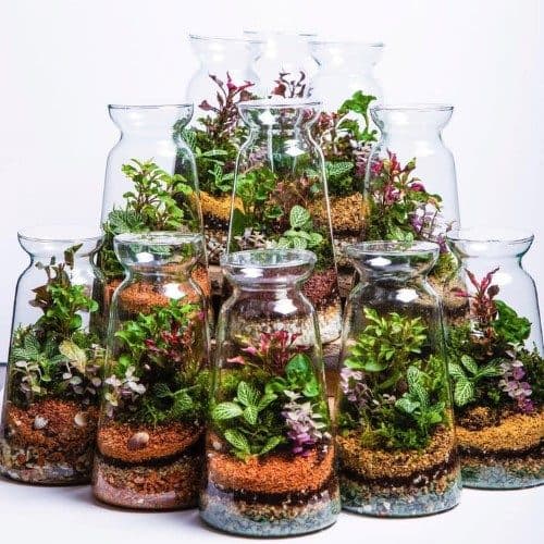 چطور تراریوم را برای روز مهندس به عنوان هدیه برای همکار خریداری کنیم؟