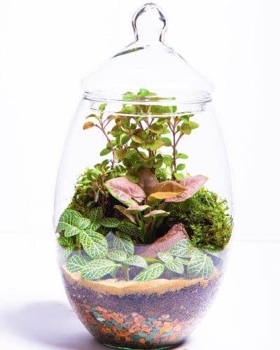 چطور می‌توان تراریوم برای روز زن به عنوان هدیه برای خانم در دفتر خرید؟