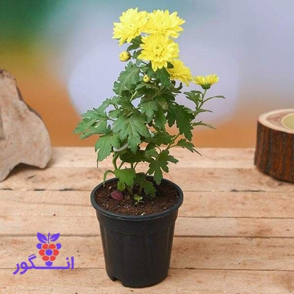 گل گلدانی داوودی در رنگ زرد