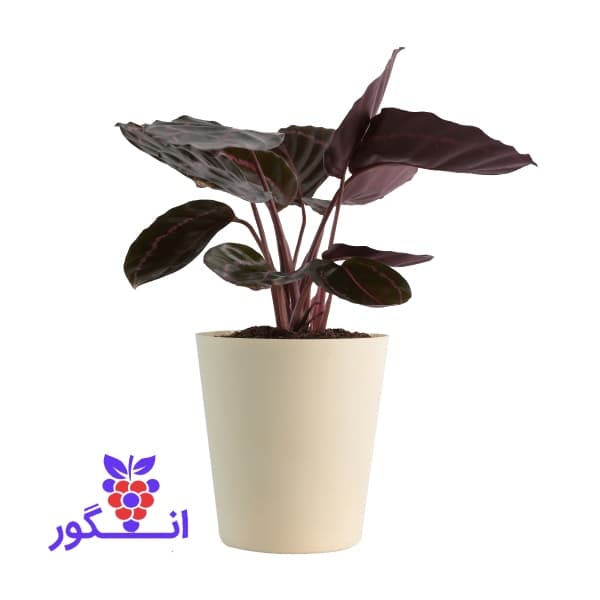 گیاه گلدانی کالاتیا رز دوتی — تصویر ۳