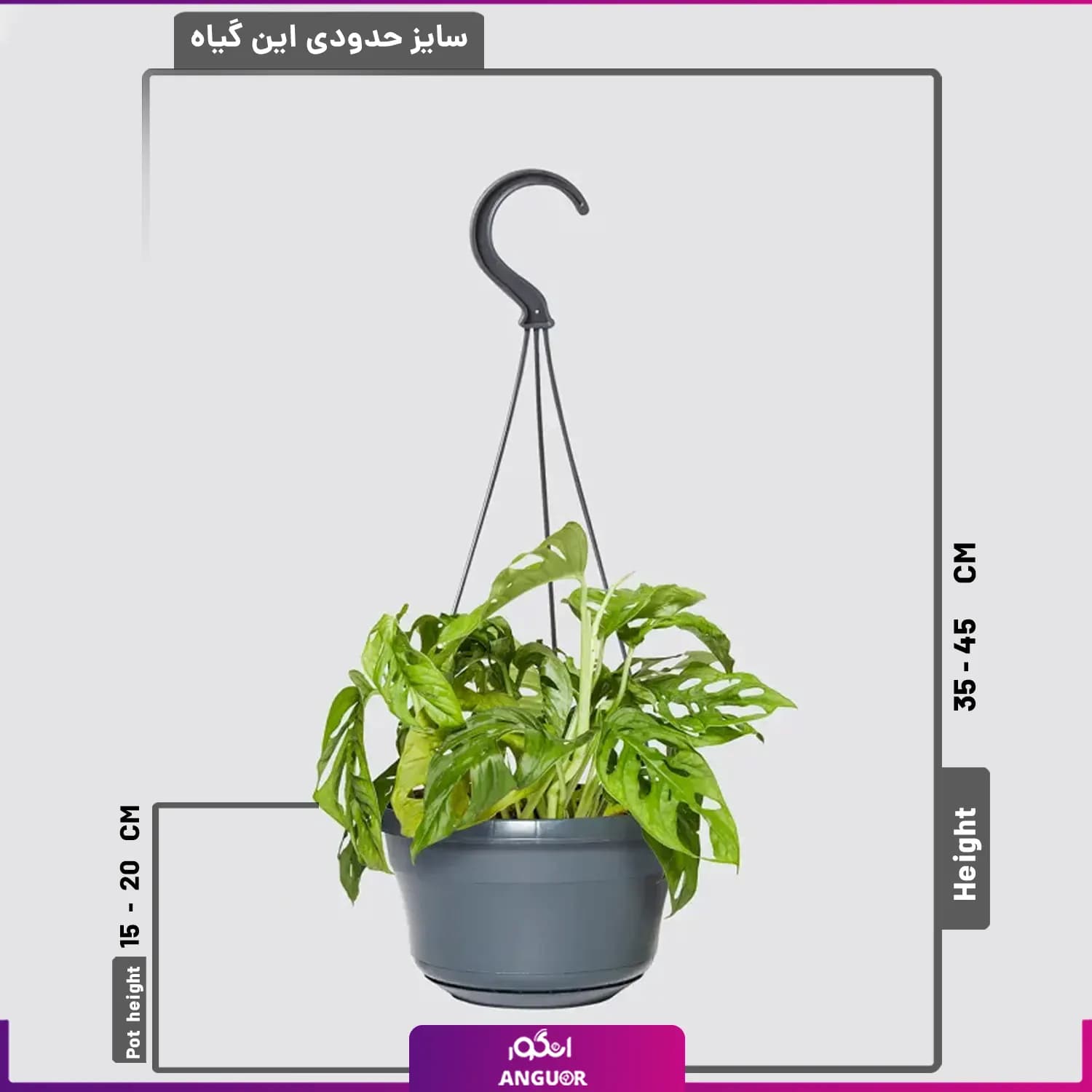 گیاه گلدانی پتوس حصیری — تصویر ۲