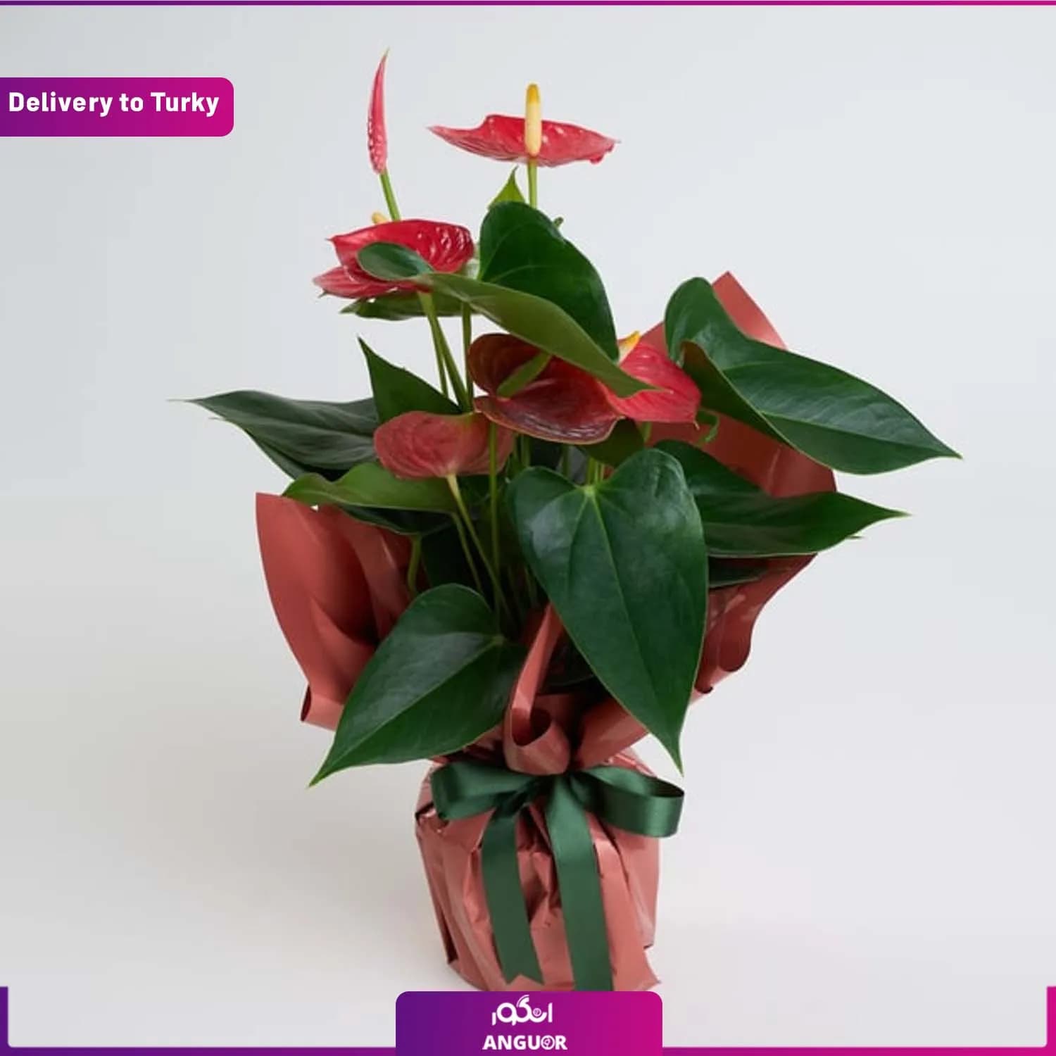 گیاه آنتوریوم (ارسال گل به ترکیه)
