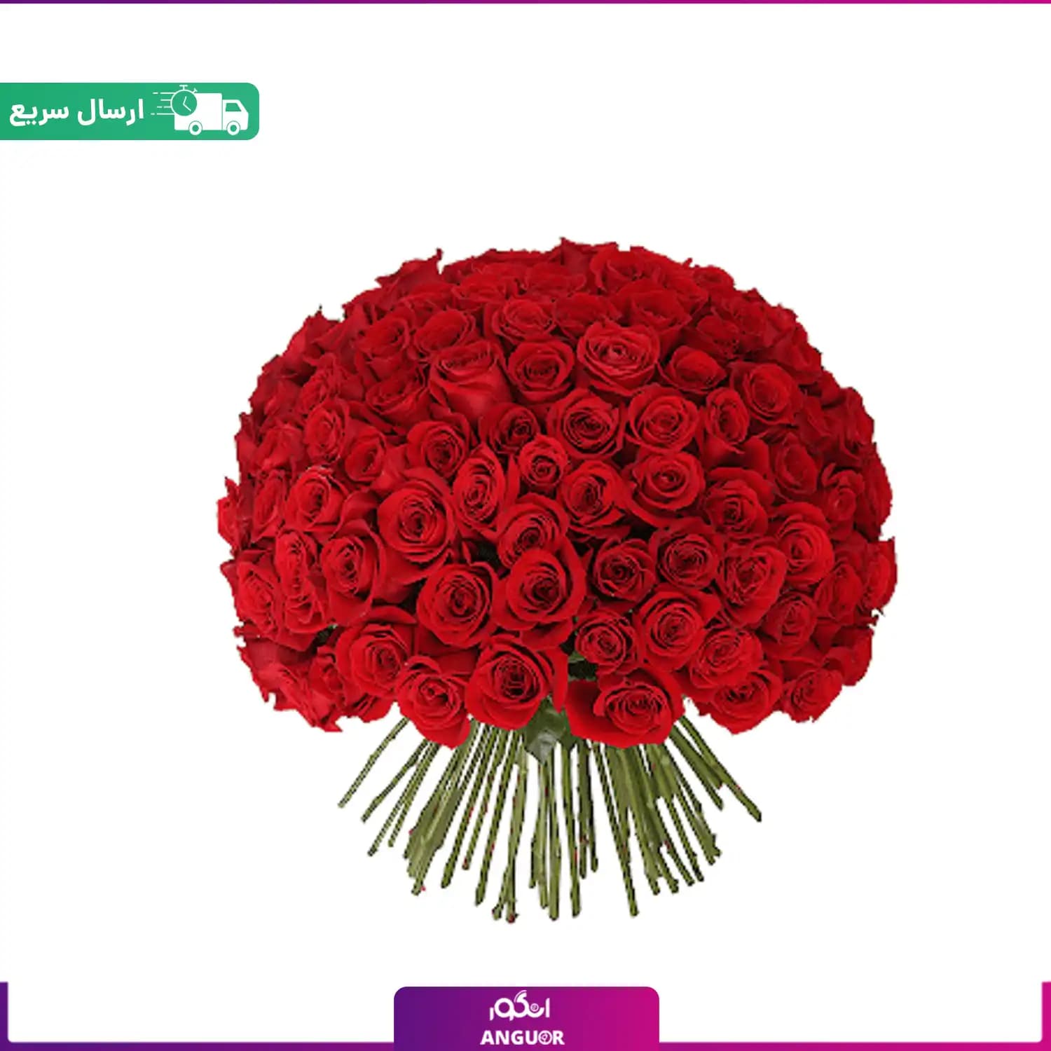 دسته گل بزرگ رز قرمز هلندی ممتاز – ۱۰۰ شاخه
