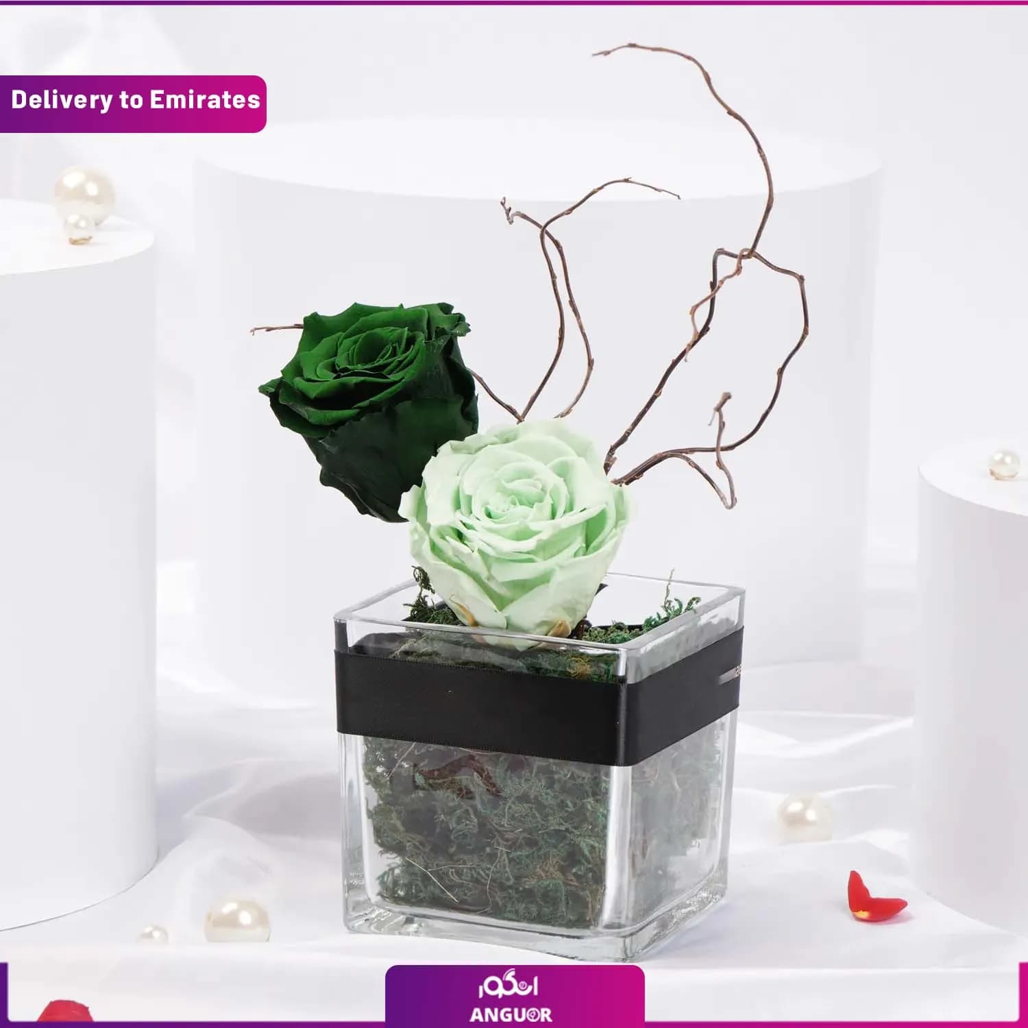 باکس رز جاودان سبز رنگ (دبی و امارات)