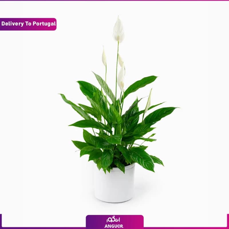 گلدان اسپاتی فیلوم (ارسال گل به پرتغال)