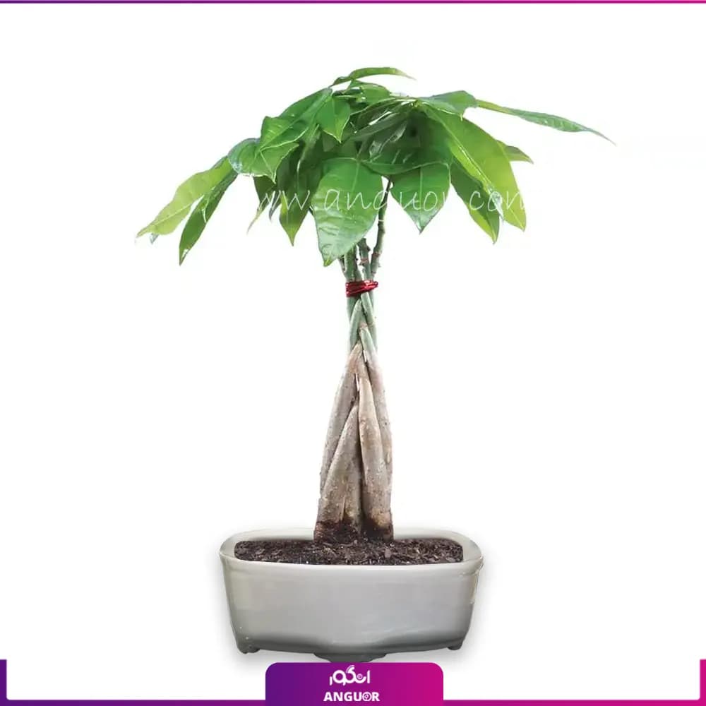 گل بونسای پاچیرا