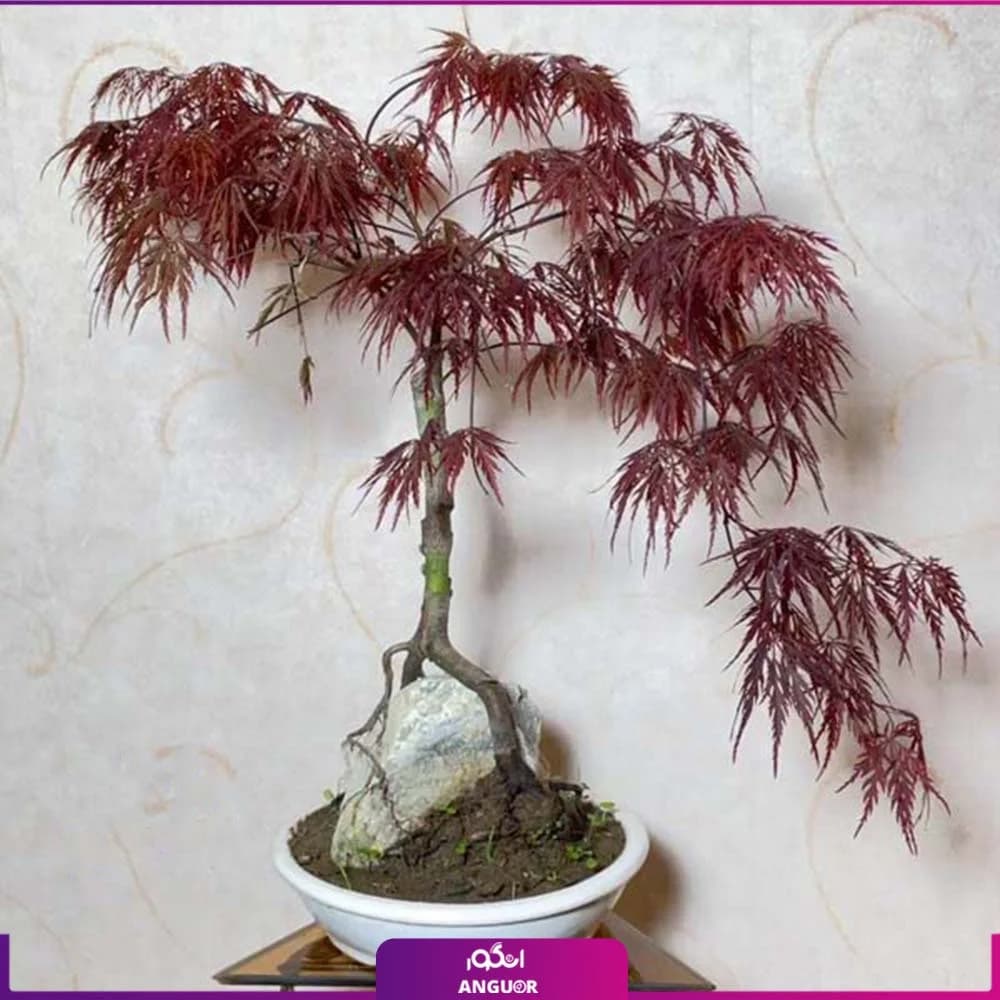 بونسای افرا قرمز مجنون خاص