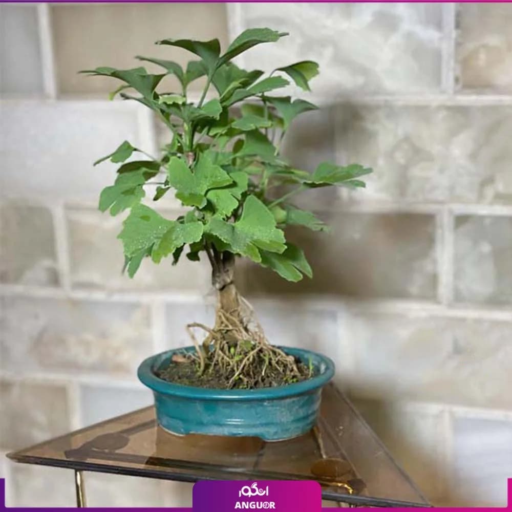 مینی بونسای ژینکو