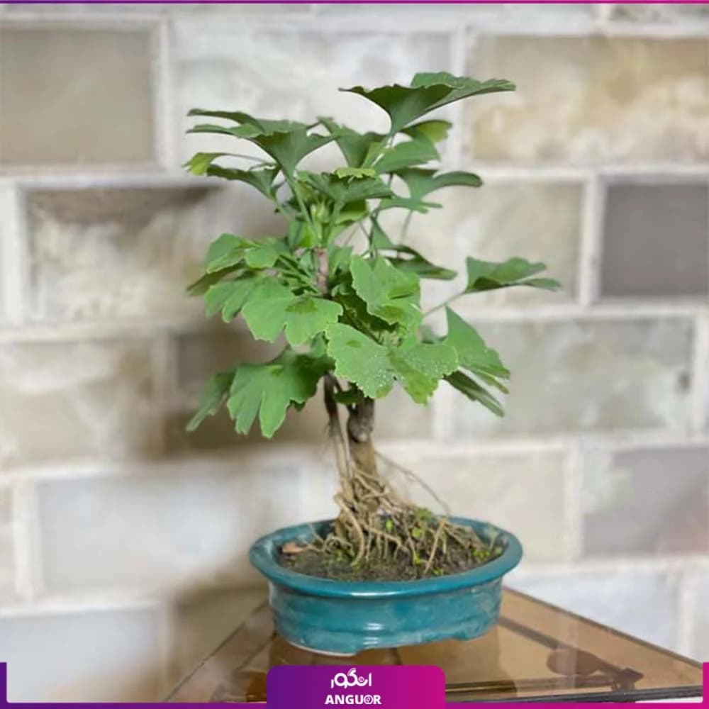 مینی بونسای ژینکو — تصویر ۲