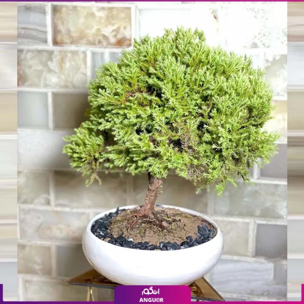 بونسای کاج ژانویه