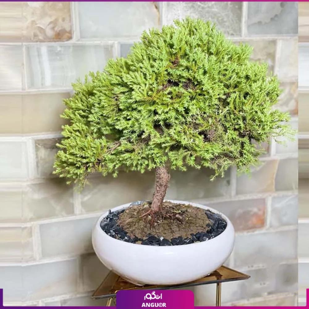 بونسای کاج ژانویه — تصویر ۲