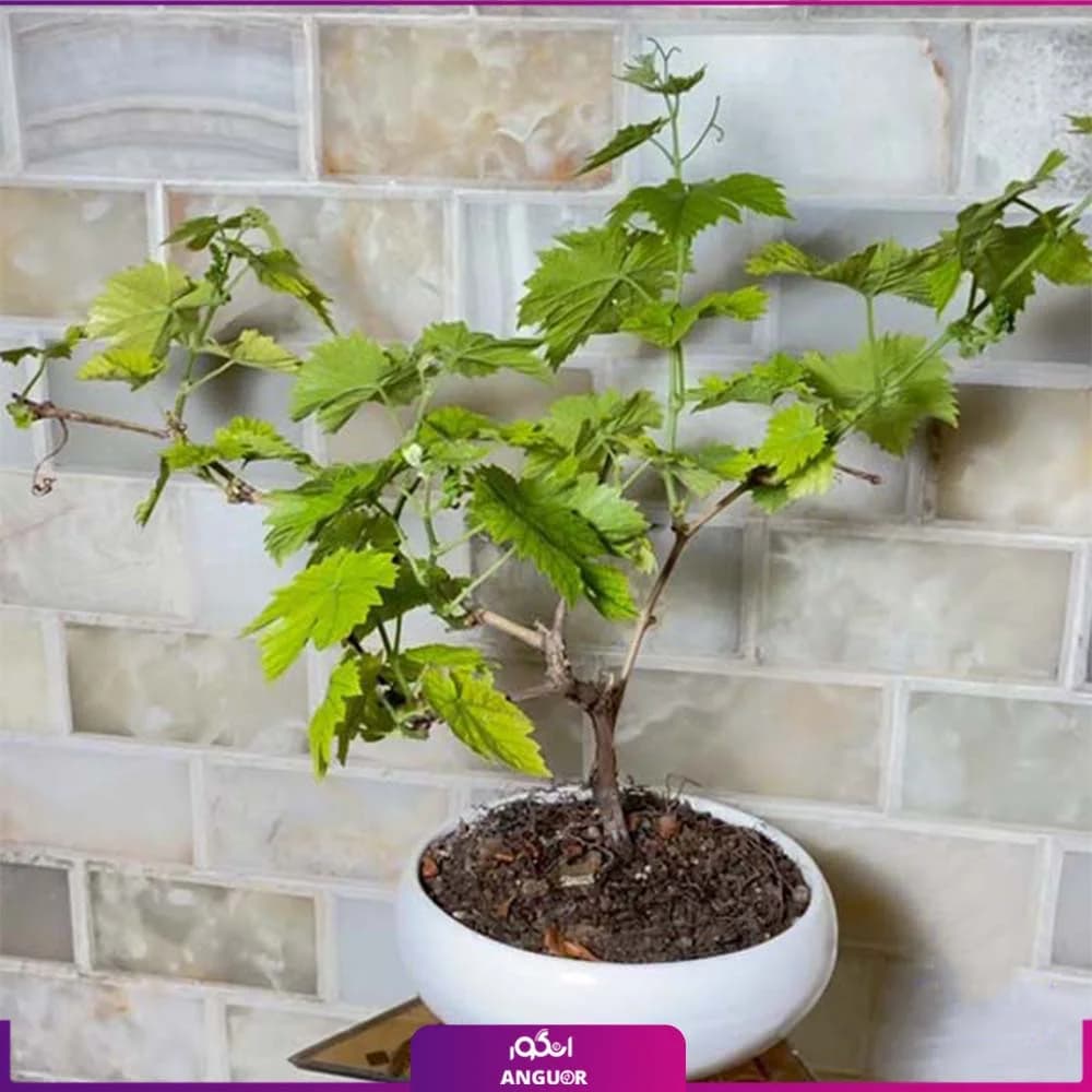 درختچه مینیاتوری انگور قرمز 🍇