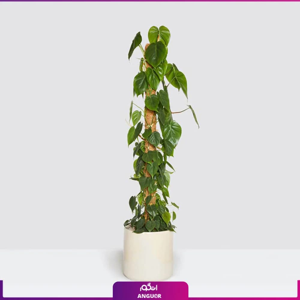 گلدان فیلودندرون اسکاندنس (Philodendron Scandens) VIP