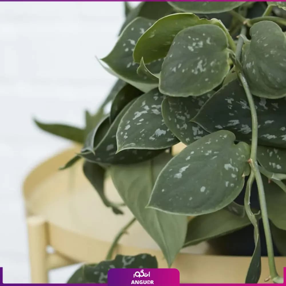 گلدان پتوس ساتین Satin Pothos — تصویر ۲