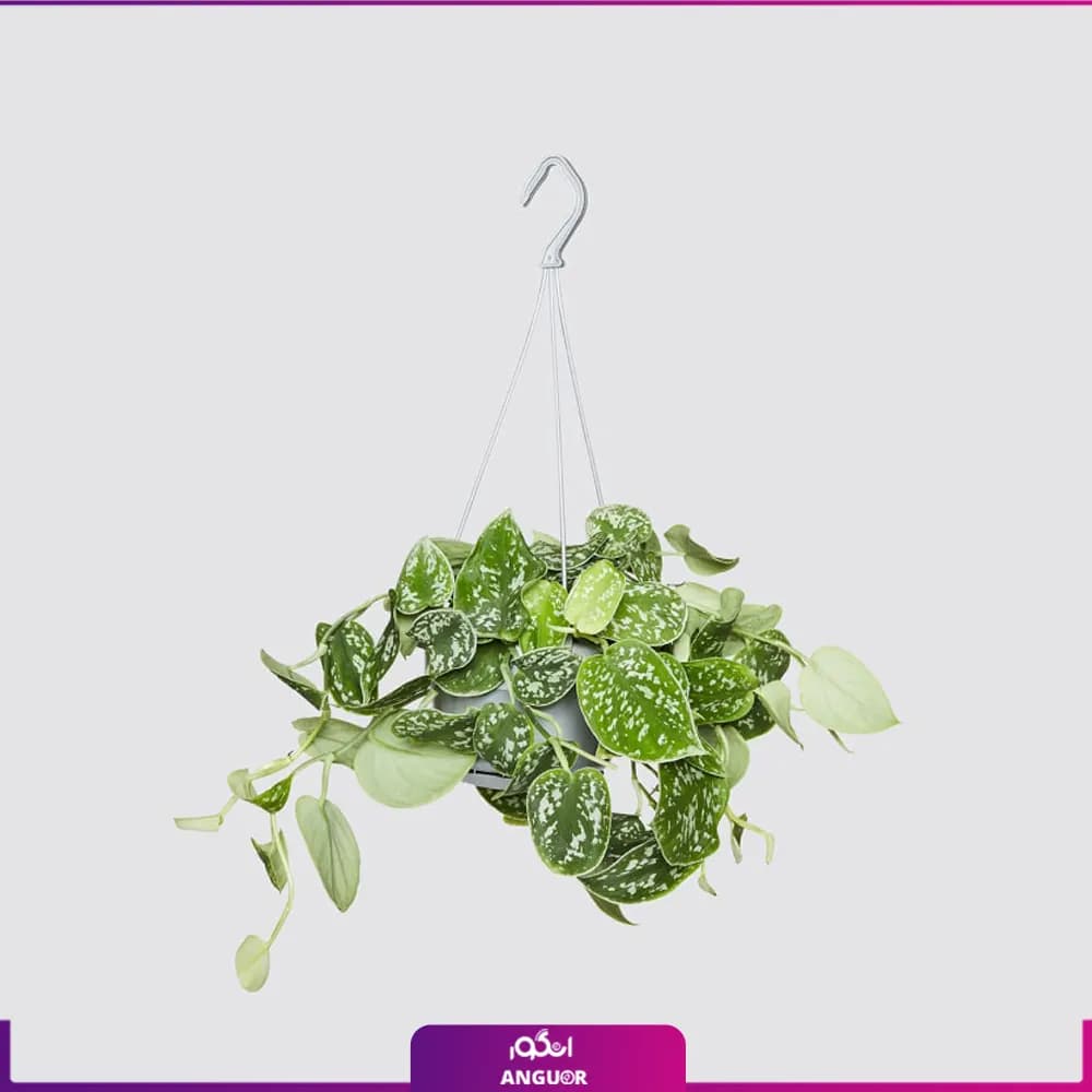 گلدان پتوس ساتین Satin Pothos