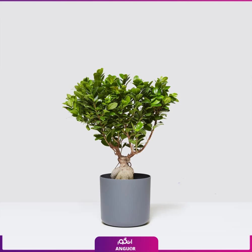 گلدان فیکوس جنسینگ (Ficus ginseng)