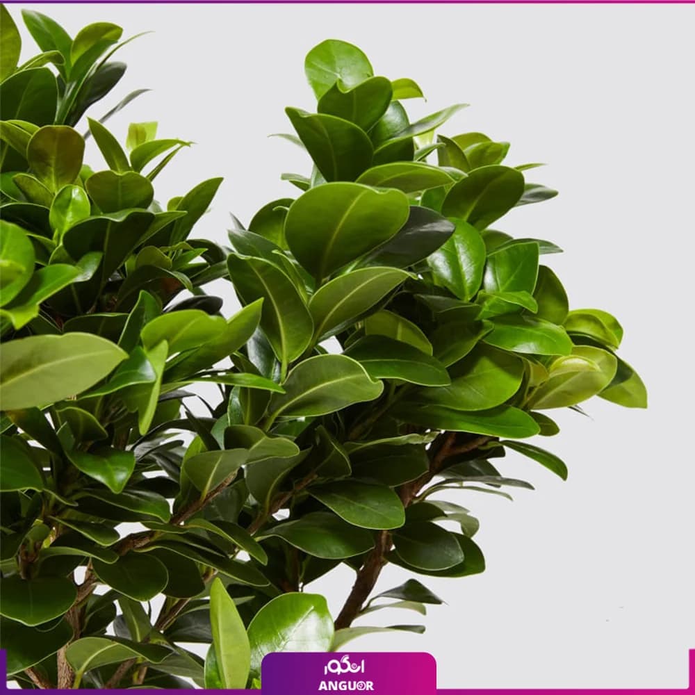 گلدان فیکوس جنسینگ (Ficus ginseng) — تصویر ۲