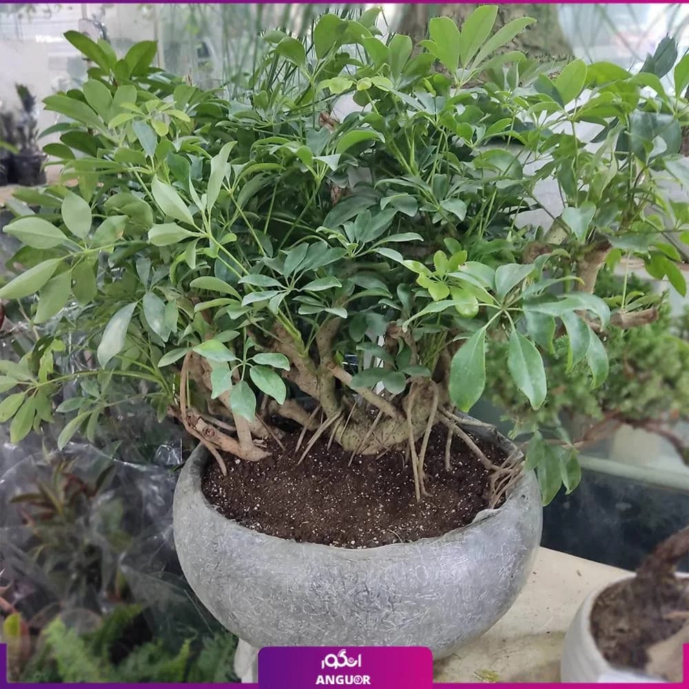 گلدان بونسای شفلرا Schefflera