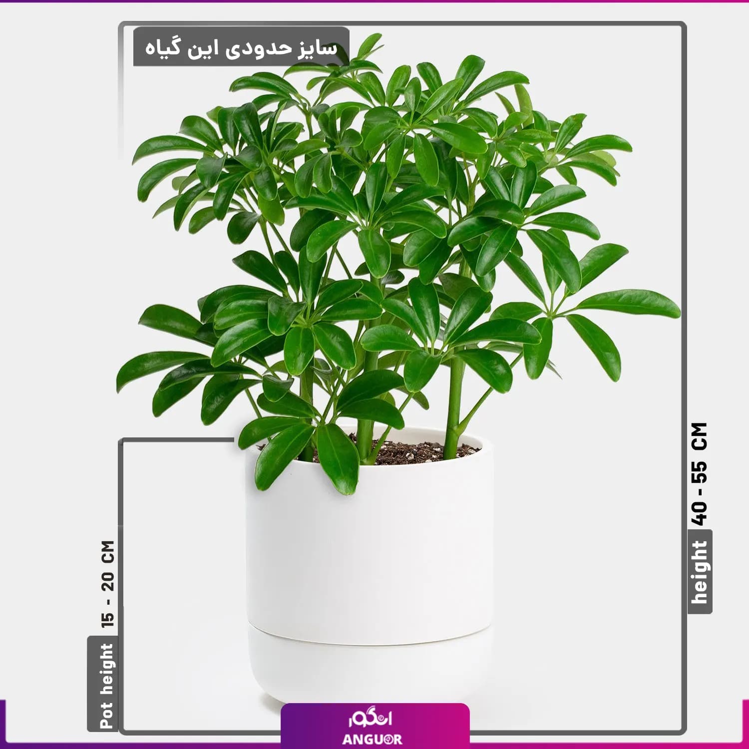 گلدان شفلرا سایز کوچک — تصویر ۲