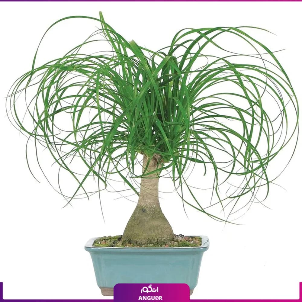 گلدان بونسای لیندا Ponytail Palm