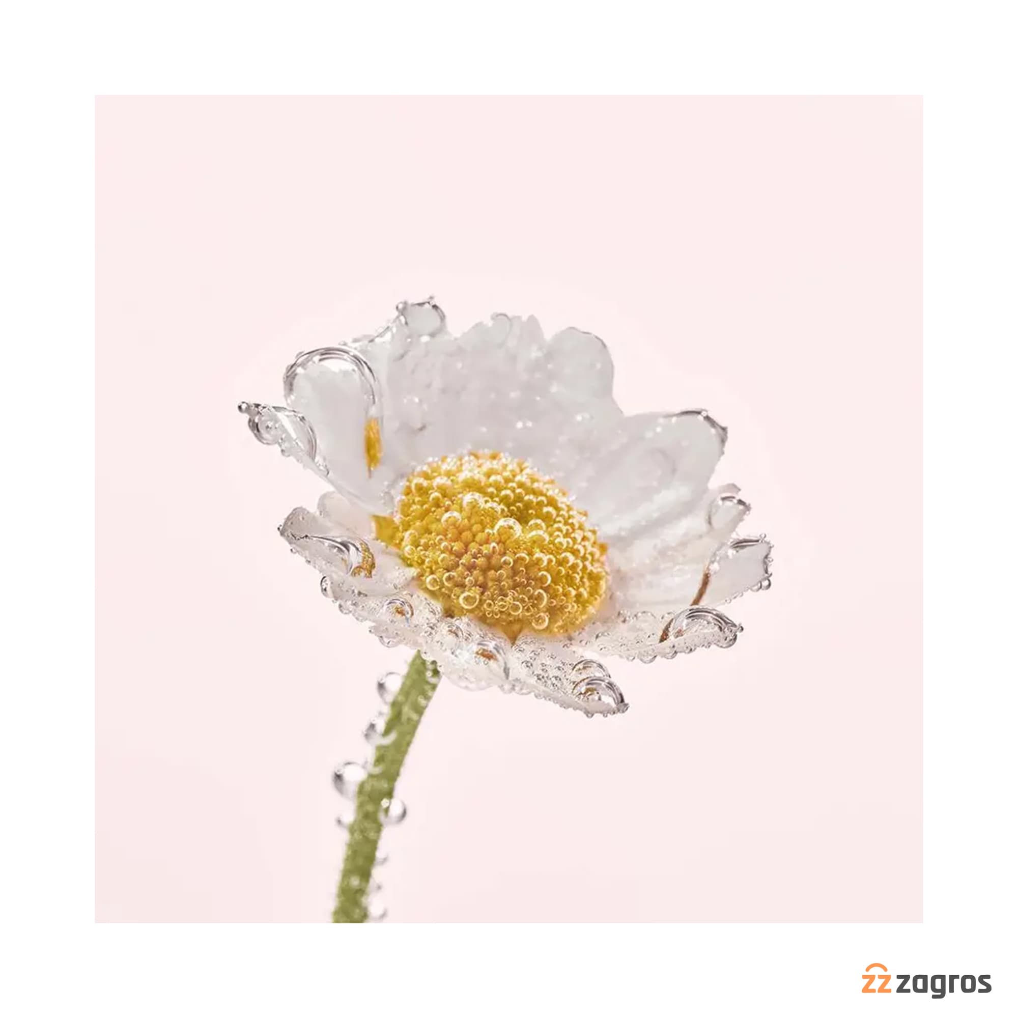 میسلار واتر آرایش پاک کن ایوروشه Pure Camomille مناسب پوست حساس 200 میل — تصویر ۴