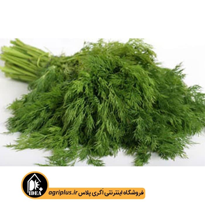 بذر شوید کویر