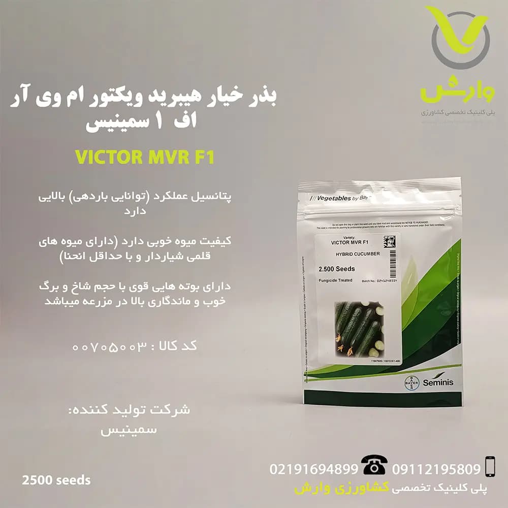 بذر خیار هیبرید ویکتور ام وی آر اف 1 سمینیس پاکت 2500 عددی