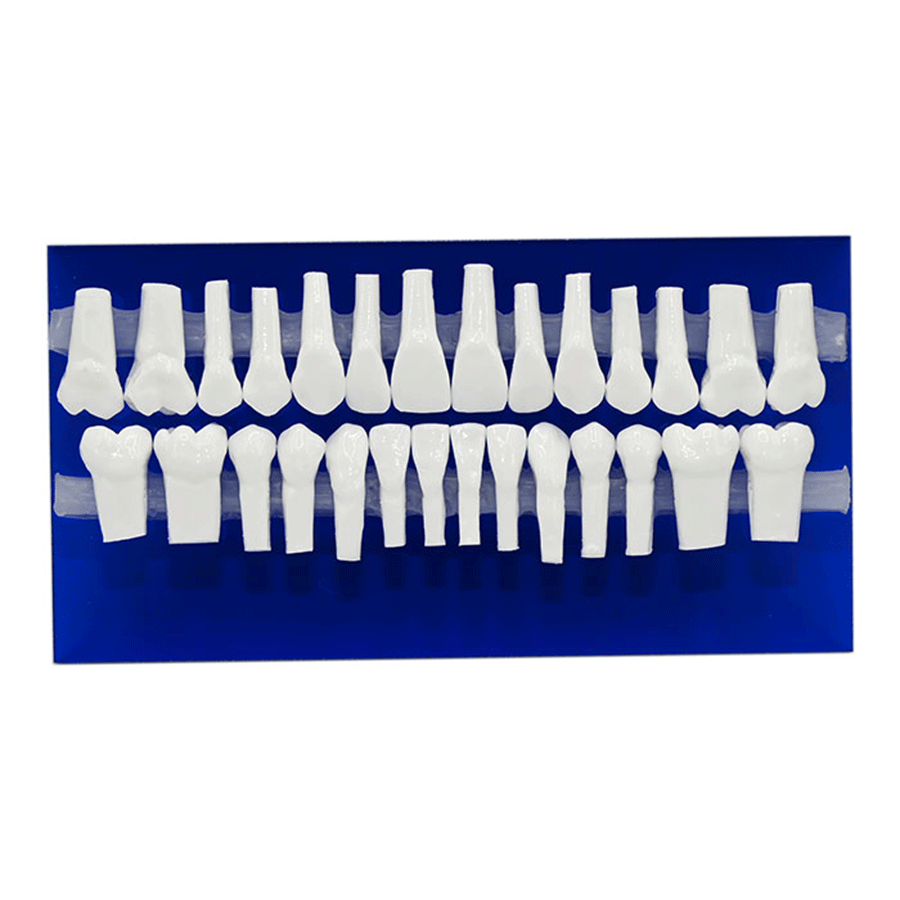 مدل دندان آموزشی Ortho Organaizers